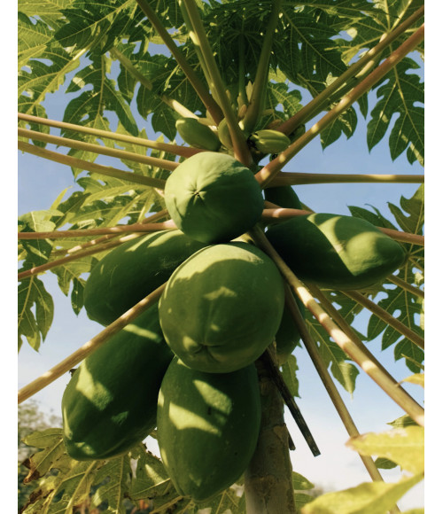 Grüne Papaya für SOM TAM
