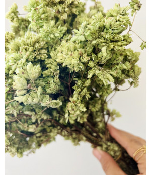 Oregano getrocknet