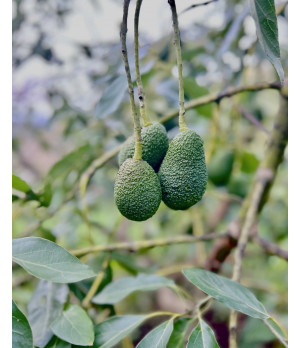 Avocado