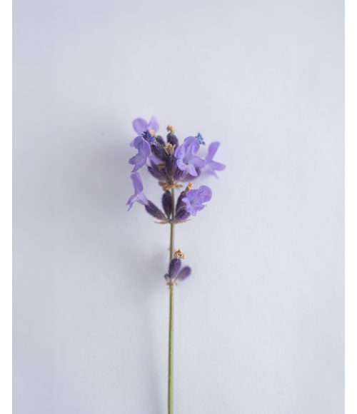 Bio - Lavendelblüten