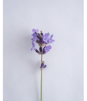 Bio - Lavendelblüten