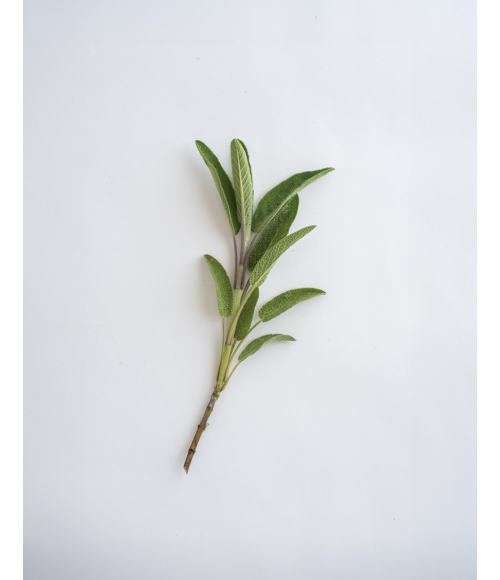 Bio - Salbei