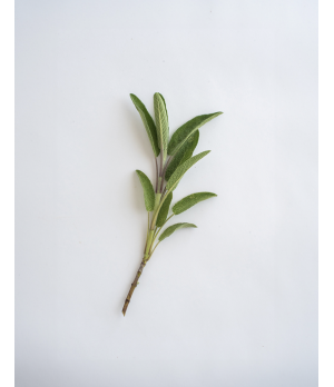 Bio - Salbei
