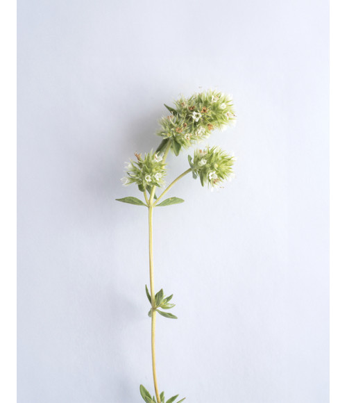 Bio - Thymian - Bela Luz