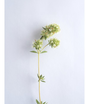 Bio - Thymian - Bela Luz