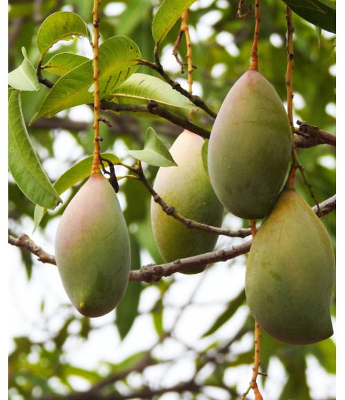 Mango