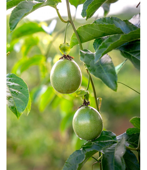 Portugiesische Maracuja