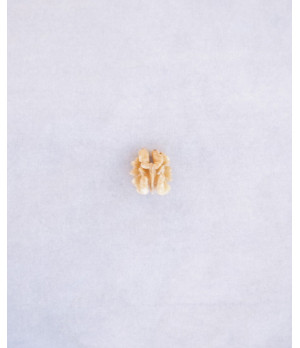 "Brain Double"