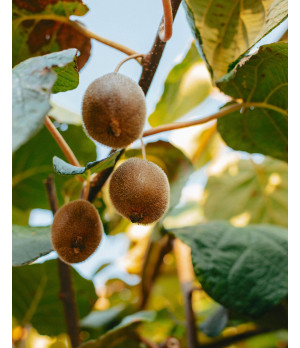 Kiwis aus Portugal