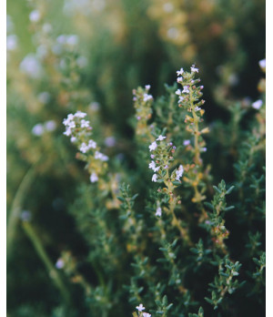 Bio Flor de Sal + Kräuter