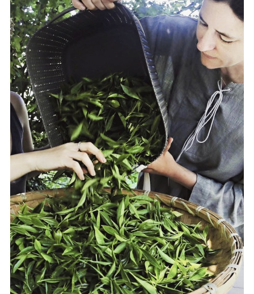 Bio Oolong Tee