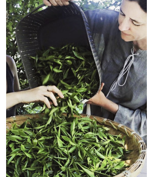Bio Oolong Tee
