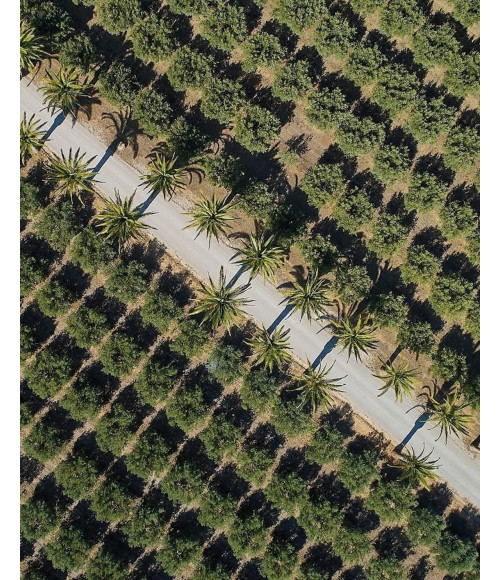 Olivenöl Extra Virgem