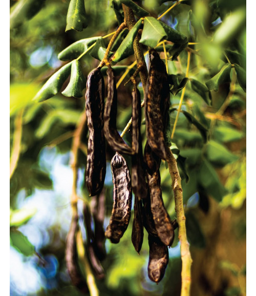 Carob-Nusscreme mit Haselnüssen