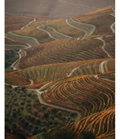 BIO Olivenöl Virgem Extra